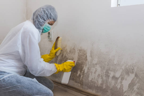 Best Black Mold Removal  in Dolgeville, NY