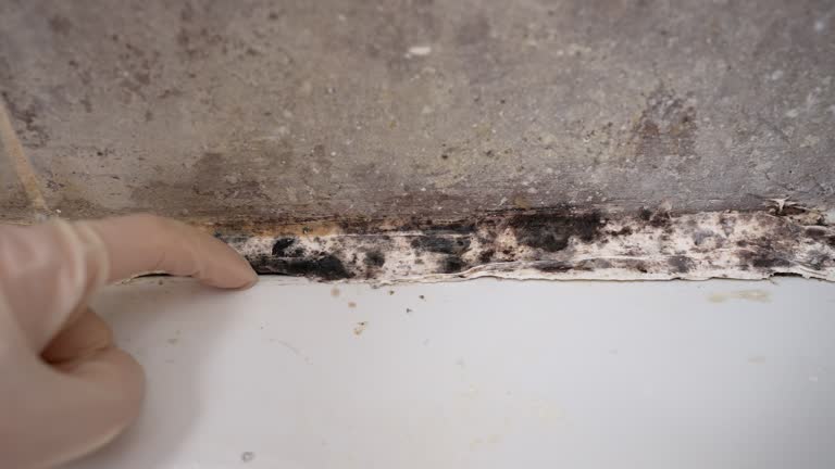 Best Mold Damage Restoration  in Dolgeville, NY